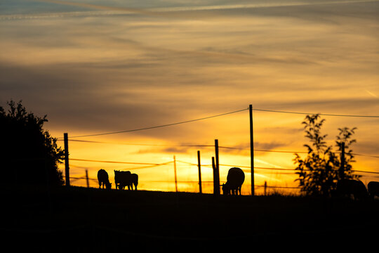 Calves and mother cow silhouetted at sunrise