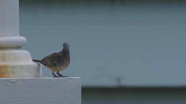 Close up view of a pair of zebra dove bird as they are standing on ledge of building while strong wind badgering their feathers.