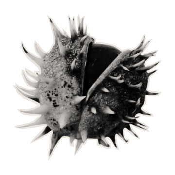 Paper cut out autumn chestnut with irregular edges. Vintage collage texture. Monochrome photocopy of a spiky chestnut. Halftone style vector illustration.
