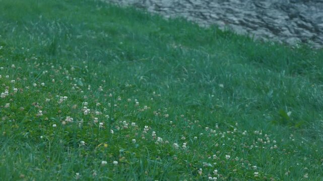 White wildflowers in focus with a faint view of a flowing river beyond the lawn