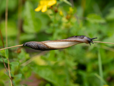 Black Slug on a Grass Stem