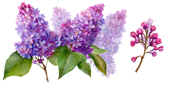 Watercolor illustration of lilac flowers with various shades of purple and pink, featuring detailed petals and green leaves, suitable for floral design projects