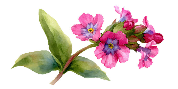 Watercolor illustration of lungwort, pink flowers with green leaves, featuring delicate petals and intricate details, suitable for floral design projects and nature-themed artwork