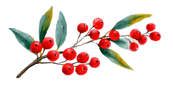 Watercolor illustration of a branch with red berries and green leaves, showcasing a natural botanical design suitable for clipart and decorative use