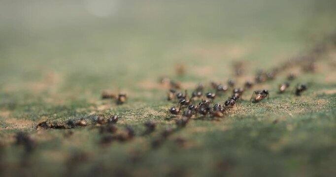 Nasute termites large group of worker and soldier termites gathered on a log and on the ground.