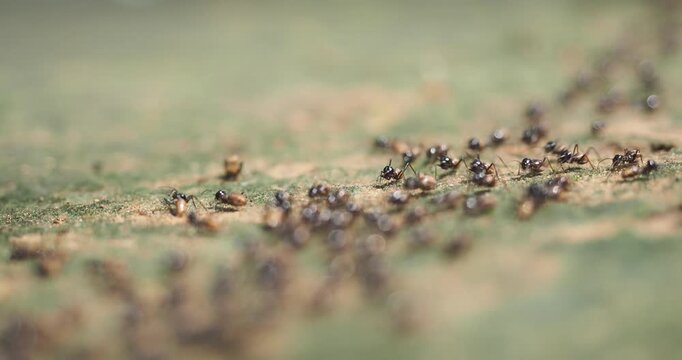 Nasute termites large group of worker and soldier termites gathered on a log and on the ground.