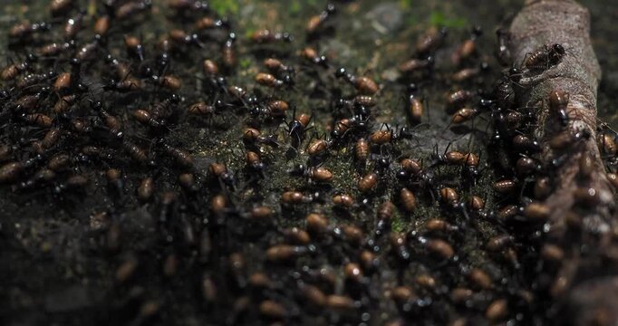 Nasute termites large group of worker and soldier termites gathered on a log and on the ground.