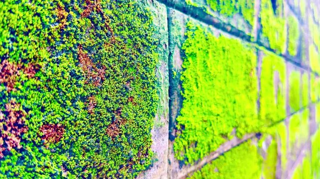 Lush green moss covering a weathered stone surface, creating a vivid natural texture with dense organic patterns and earthy details, ideal for backgrounds, nature themes, and creative design.