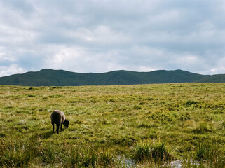 Fototapeta premium Sheep Grazing Alone in Highland Pasture