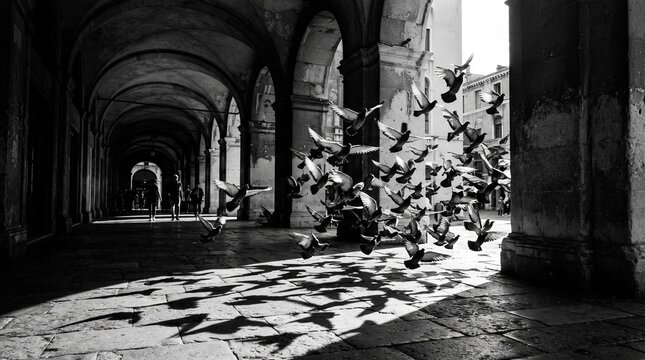 Flock of Pigeons Taking Flight in Shaft of Light Through Stone Arcade