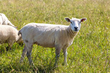 Fototapeta premium A flock of White lambs grazing on fresh green grass farm in a peaceful summer pasture
