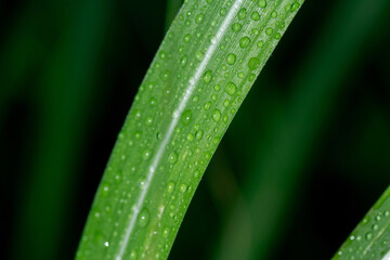 Close-up macro of a green grass blade covered in dew droplets, perfect for nature backgrounds, freshness concepts, and eco advertising. © lms_lms