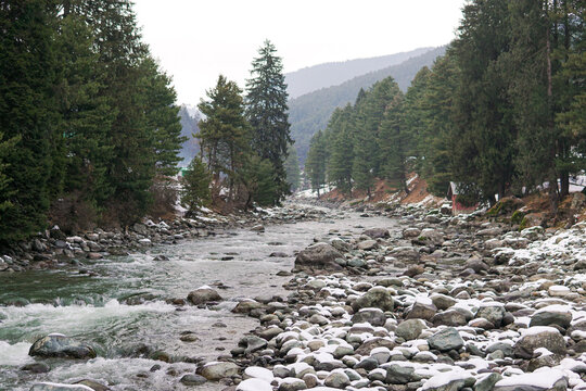 Rocky River Flowing Through Winter Pine Forest in Kashmir