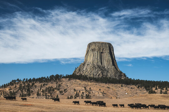 Devil's tower and a herd of cows in the grassland