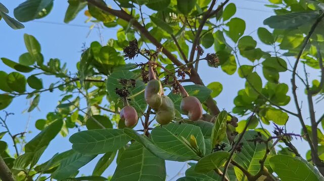 Closeup of growing cashew nuts developing on tropical tree branch under sunlight