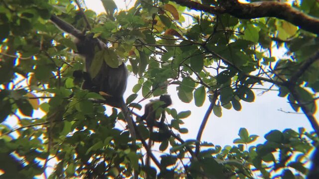 langurs orange baby red leaf monkey on trees jumps on branch borneo island