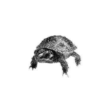 Adorable baby turtle against black background showcasing unique shell patterns - transparent background png stipple dotted halftone monochrome dots