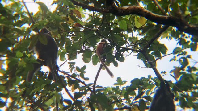 langurs orange baby red leaf monkey on trees jumps on branch borneo island