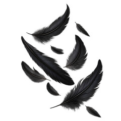 Fototapeta premium Falling Black Raven Feathers Arrangement Isolated on Transparent Background