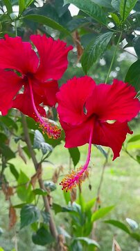 Red Hibiscus Flower Blooming in a Lush Garden with Bright Red Petals, Fresh Green Leaves and Natural Tropical Summer Beauty Closeup