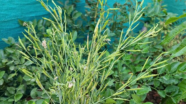 View of mustard seed pods maturing on dried stems amidst vibrant green leaves naturally outdoors