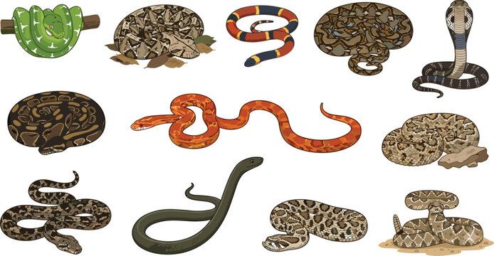 Snake and reptile species set featuring vipers cobras pythons coral snakes pythons and diverse wildlife creatures vector illustration