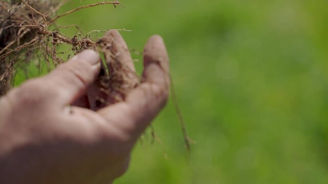 Close-up of hand loosening roots and soil from seedling root ball before planting, slow motion