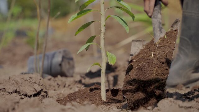 Close-up of earth shoveled around newly planted sapling next to empty nursery pot, slow motion