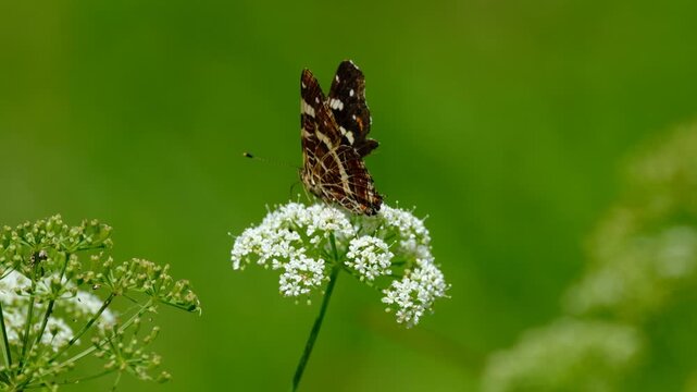Map butterfly on a white flower in a meadow