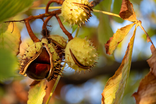 Horse Chestnut Conkers On Branch