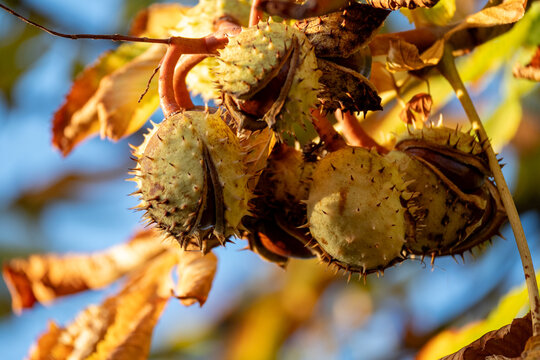 Horse Chestnut Conkers On Branch