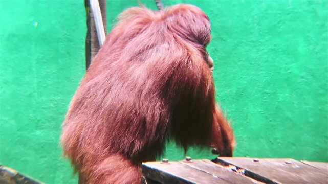 female adult orangutan is crawling on stage national park borneo Malaysia