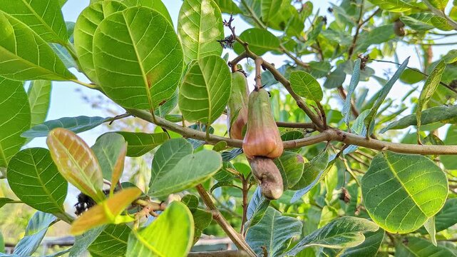 Closeup of ripening pink cashew apples with kidney shaped nuts hanging on leafy branch