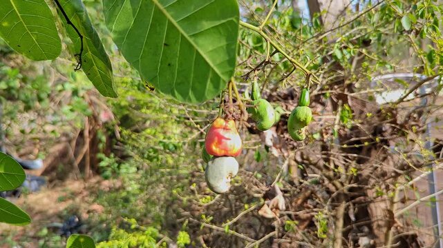 Closeup of ripening pink cashew apples with kidney shaped nuts on leafy branch