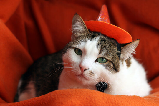 Cute cat in orange witch hat resting on soft blanket. Domestic cat celebrating Halloween, pet supplies, pet costumes. Funny pet in Halloween outfit enjoying rest. Cat costume. Festive atmosphere