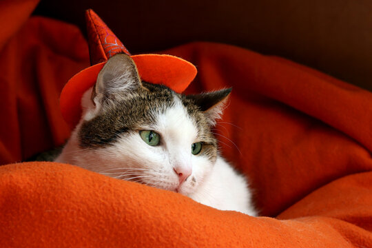 Cute cat in witch hat sleeping on orange background. Halloween theme. Sleepy kitten in Halloween costume. Cozy festive Halloween atmosphere, pets and autumn holidays concept