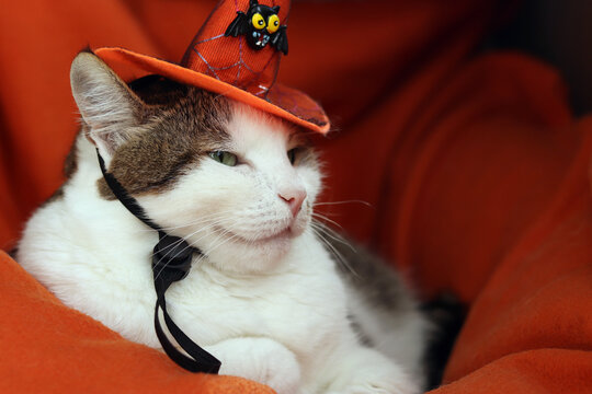 Cute cat in orange witch hat resting on soft blanket. Domestic cat celebrating Halloween, pet supplies, pet costumes. Funny pet in Halloween outfit enjoying rest. Cat costume. Festive atmosphere