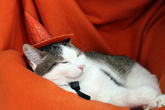 Cute cat in orange witch hat resting on soft blanket. Domestic cat celebrating Halloween, pet supplies, pet costumes. Funny pet in Halloween outfit enjoying rest. Cat costume. Festive atmosphere