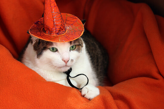 Cute cat in witch hat sleeping on orange background. Halloween theme. Sleepy kitten in Halloween costume. Cozy festive Halloween atmosphere, pets and autumn holidays concept