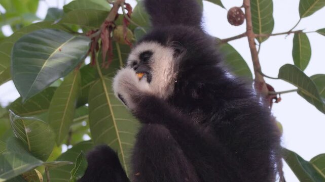 White-handed gibbon or Lar gibbon (Hylobates lar) black morph hanging on tree branch and eating wild fruits in rainforest