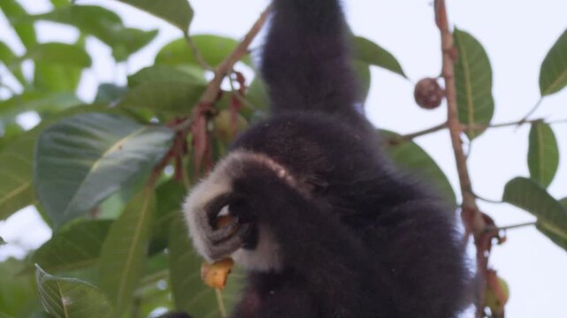 White-handed gibbon or Lar gibbon (Hylobates lar) black morph hanging on tree branch and eating wild fruits in rainforest
