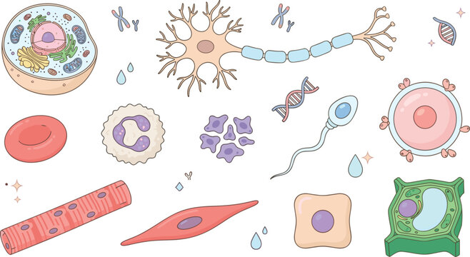 Human and Animal Cell Biology Collection with Neuron, Red Blood Cell, White Blood Cell, Sperm, Egg, Muscle Tissue and DNA