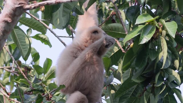 White-handed gibbon or Lar gibbon (Hylobates lar) black morph hanging on tree branch and eating wild fruits in rainforest