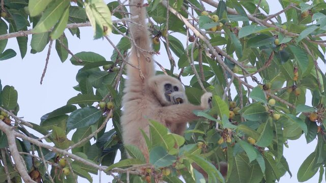 White-handed gibbon or Lar gibbon (Hylobates lar) black morph hanging on tree branch and eating wild fruits in rainforest