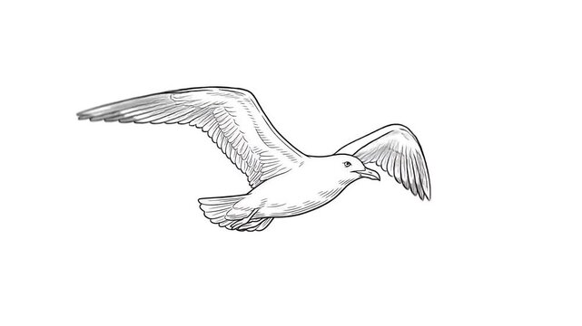 ** Detailed Illustration of Flying Seagull in Mid-Air for Nature Guidebook or Wildlife Education