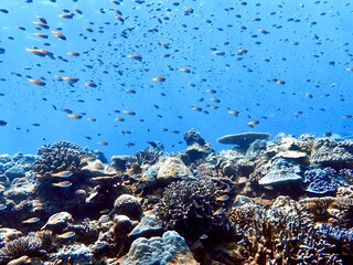 coral reef in the sea © leo