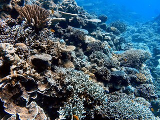 coral reef © leo
