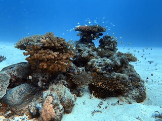 coral reef in the sea © leo