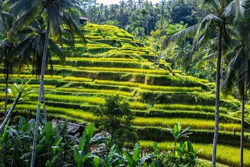 Tegallalang rice terrace in the Gianyar Regency, Bali, Indonesia © monticellllo