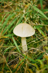 Koźlarz torfowiskowy (Leccinum holopus (Rostk.) Watling © Marcin Łazarczyk